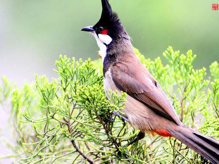 picture of bulbul bird picture of bulbul bird